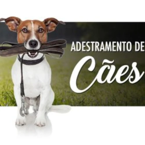 Curso de Adestramento de cães - conceitos básicos